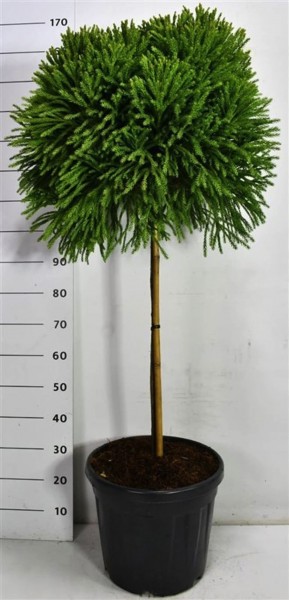 Cryptomeria japonica Globosa Nana