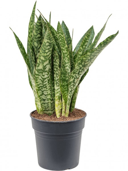 Sansevieria masoniana dragon 80 cm