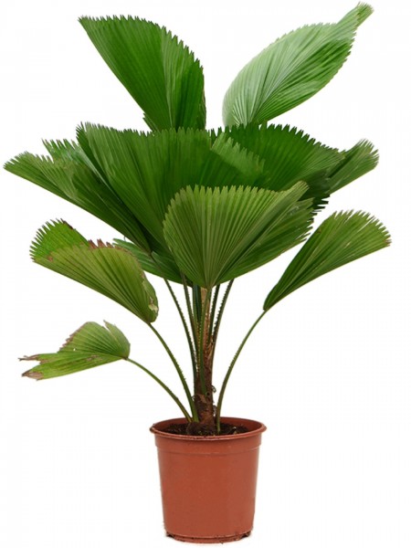 Licuala grandis - Strahlenpalme