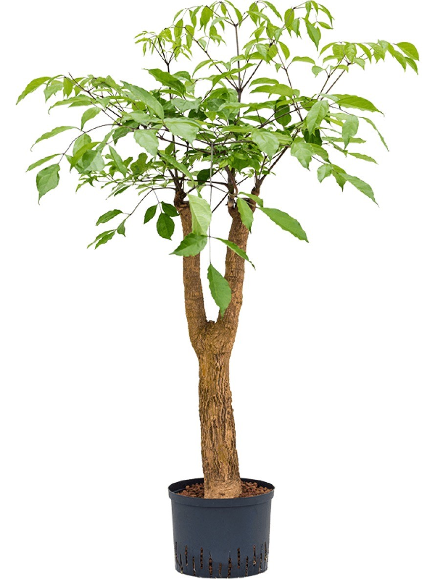 Heteropanax chinensis | Terrapalme Heim- und Gartenshop