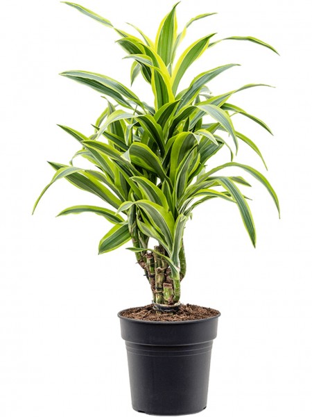 Dracaena fragrans - Lemon Lime