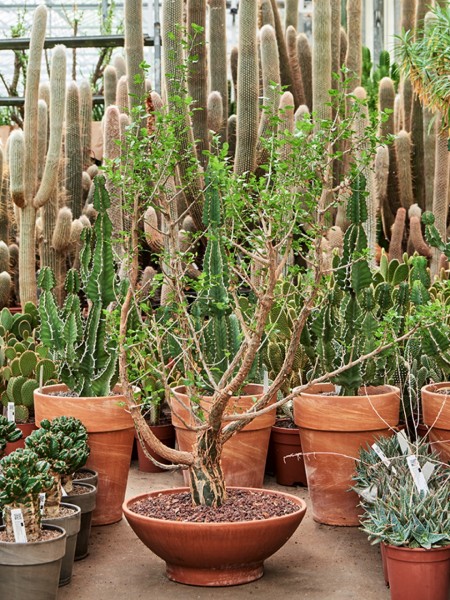 Bursera fagaroides verzweigt