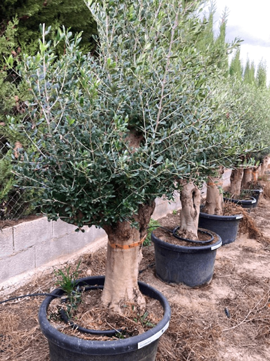 Olea europaea - Olivenbaum | Terrapalme Heim- und Gartenshop