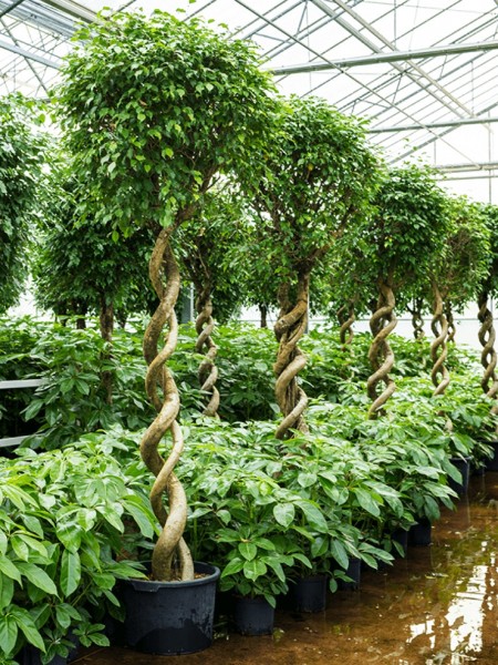 Ficus benjamina - Doppelspirale