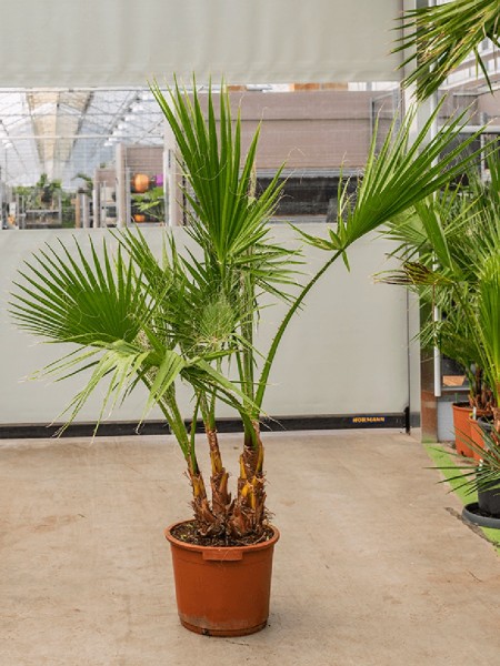 Washingtonia robusta - Multistammvariante