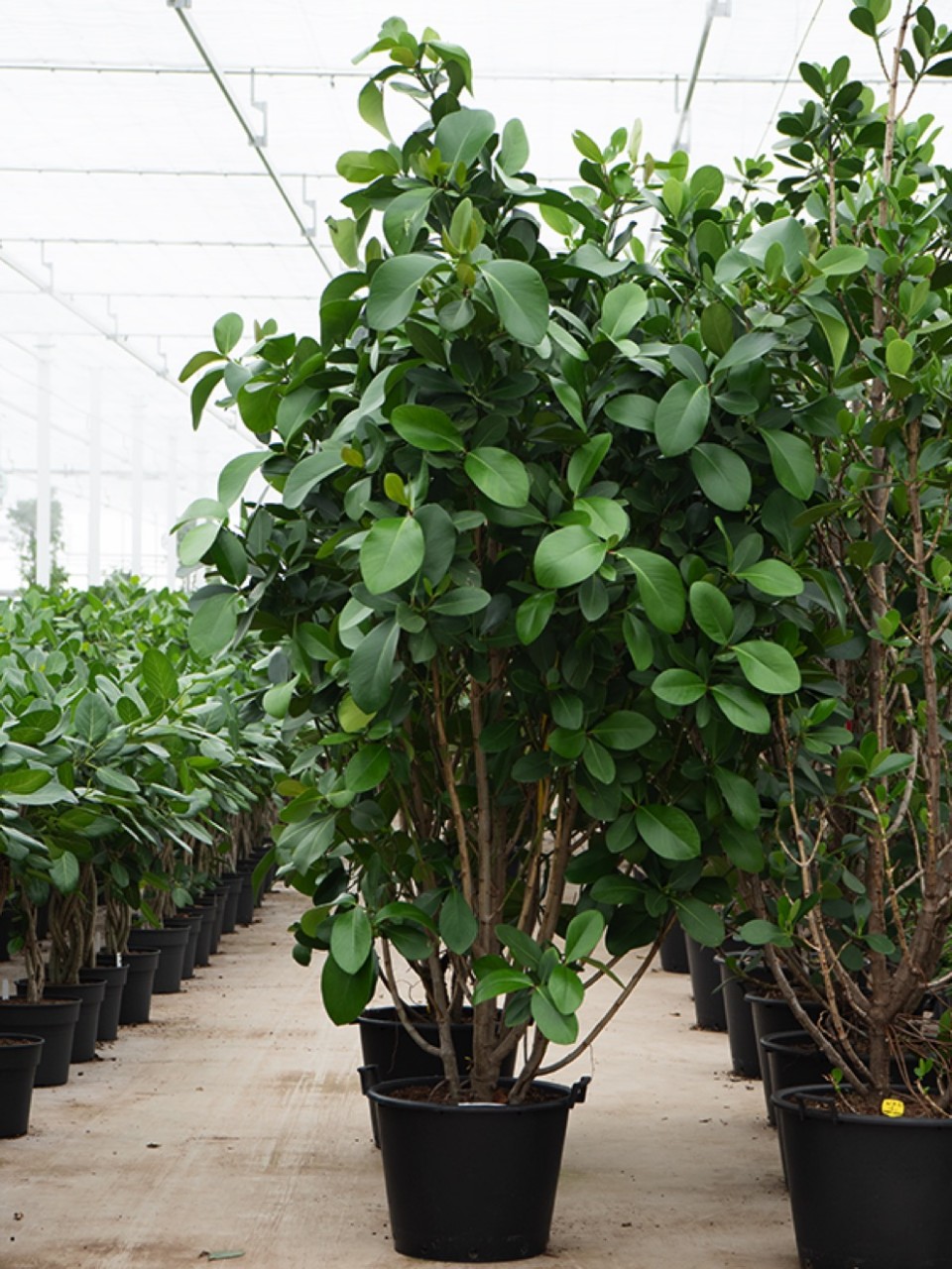 Clusia rosea green magic verzweig | Terrapalme Heim- und Gartenshop