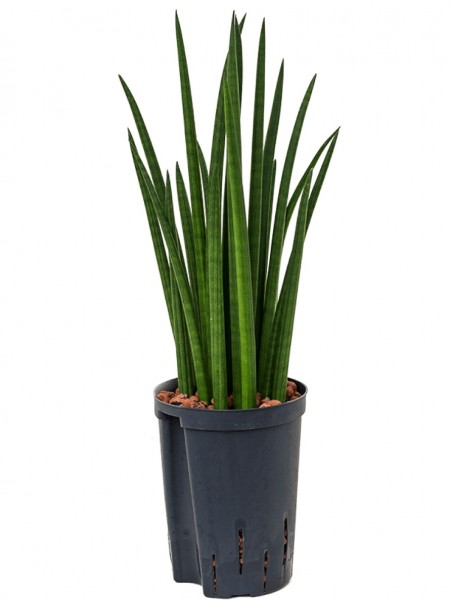 Sansevieria spikes - Hydrokultur