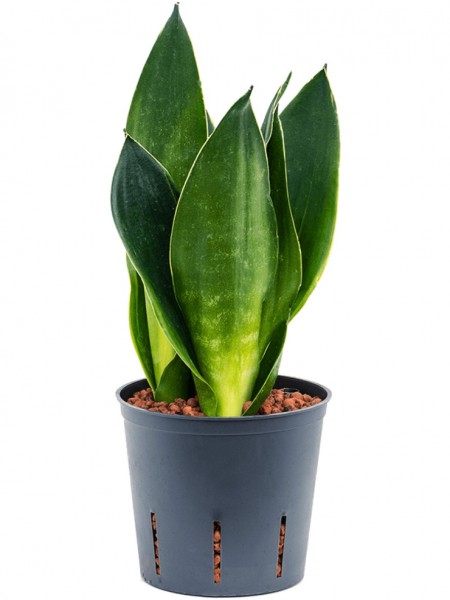 Sansevieria trifasciata - Black diamond