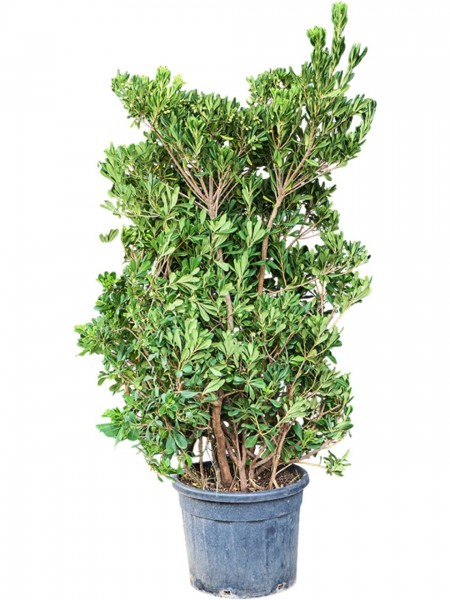 Pittosporum tobira nana Busch