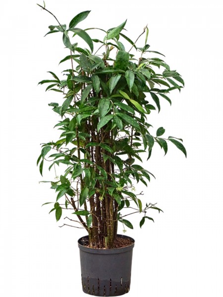Dracaena surculosa - Drachenbaum