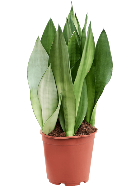 Sansevieria moonshine