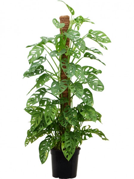 Monstera obliqua am Mossstab - Schweizer Käserebe