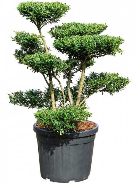 Ilex crenata blondie Bonsai