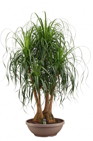 Beaucarnea recurvata - Jumbo Elefantenfuß