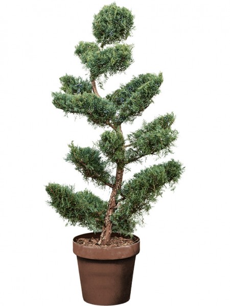 Juniperus virginiana bonsai grey owl