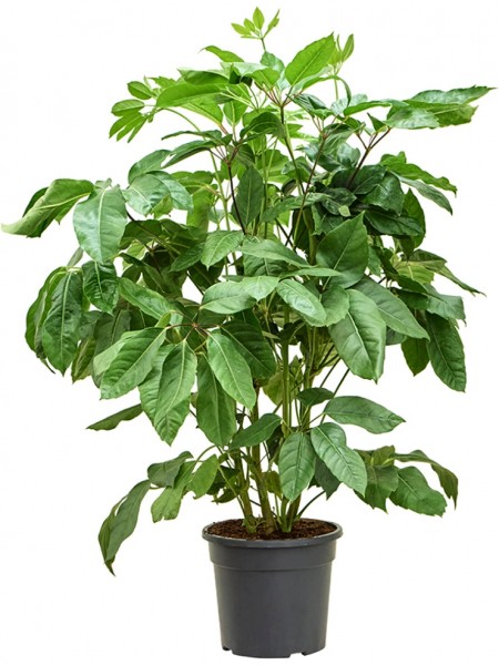 Schefflera actinophylla amate - Paraplupflanze