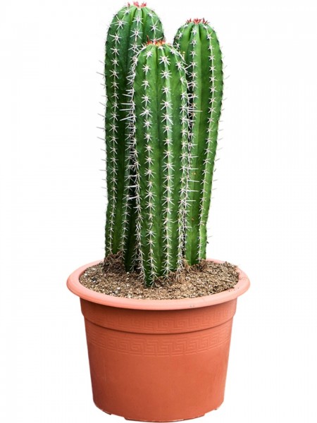 Pachycereus Pecten Aboriginum