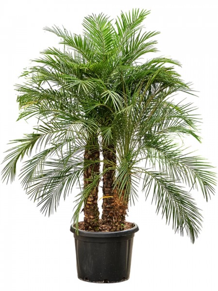 Phoenix roebelenii 200 cm - Zwergdattelpalme 3er Stamm