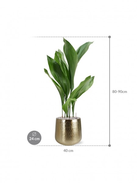 Aspidistra elatior 80 cm in Karakter Metall Pflanzkübel
