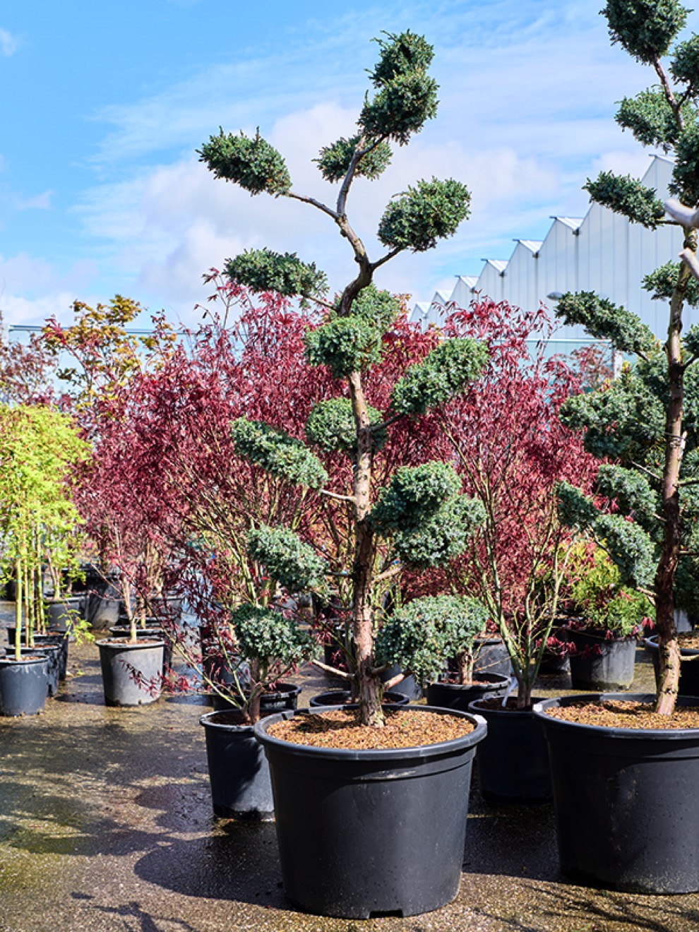 bambus für trockene böden Bambus Winter Joy (Fargesia nitida 'Winter Joy') | 60-80 cm im Topf