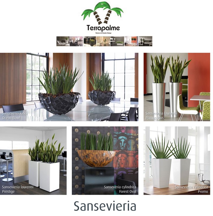 Terrapalme-Brochure-Sansevieria-Bogrnhanf