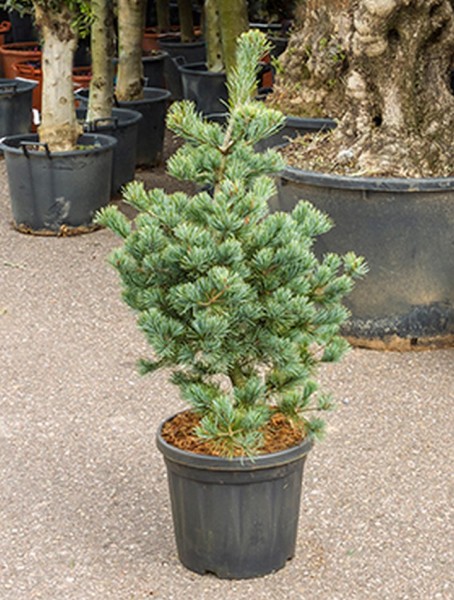 Pinus parvifolia negishi