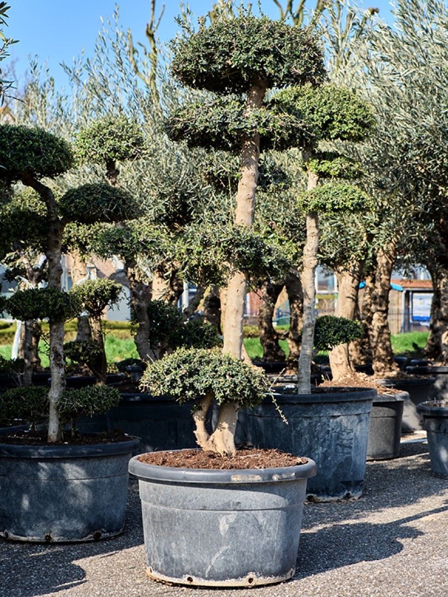 imitation bonsai Artificial Bonsai Tree main image 0