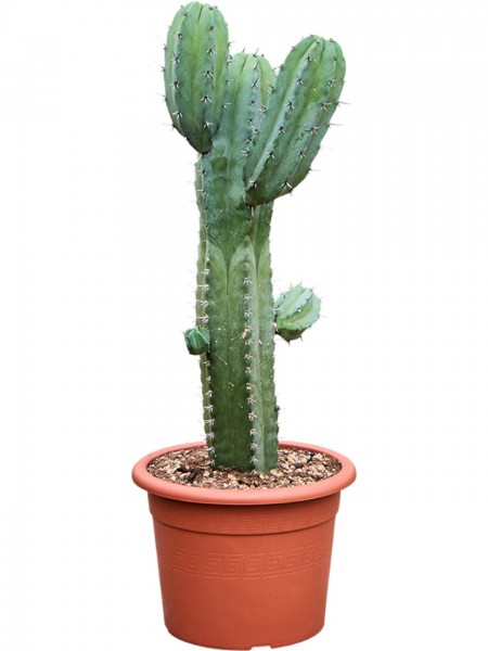 Myrtillocactus geometrizans verzweigt