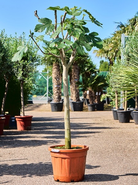 Ficus carica - Feigenbaum