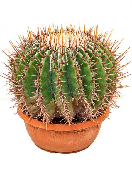 Echinocactus ingens