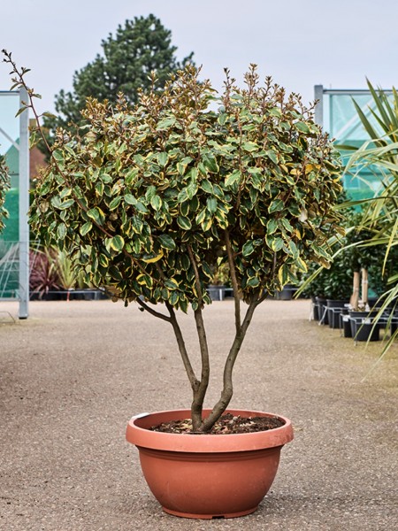 Elaeagnus ebbingei viveleg verzweigt