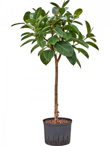 Ficus elastica robusta - Gummibaum