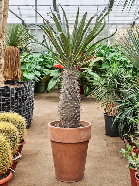 Pachypodium mikea - Madagascar Palme