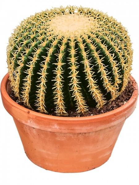 Echinocactus brevispina 30 cm