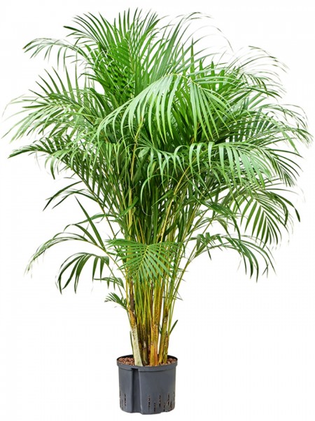 Areca lutescens - Goldfruchtpalme