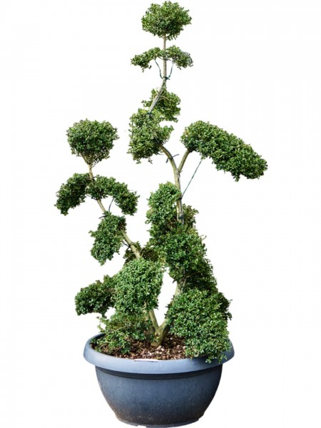 Ilex crenata kinme 190 cm - Bonsai