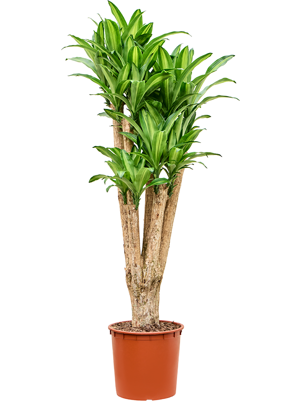Dracaena massangeana - Drachenbaum Verzweigt