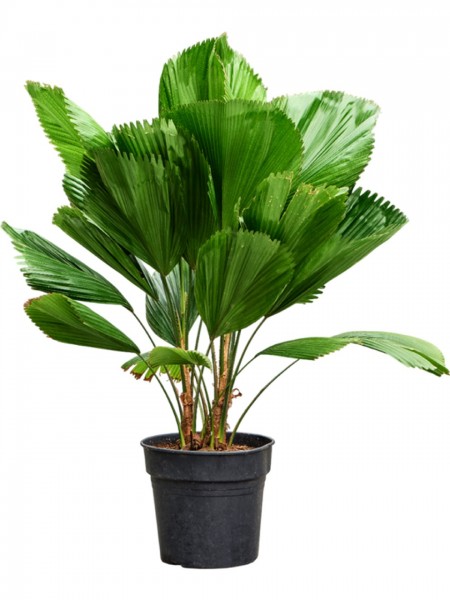 Licuala grandis - 2er Stamm Strahlenpalme