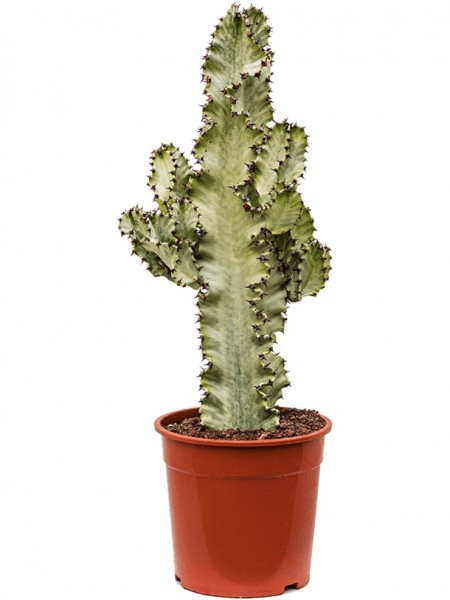 Euphorbia ingens marmorata verzweigt
