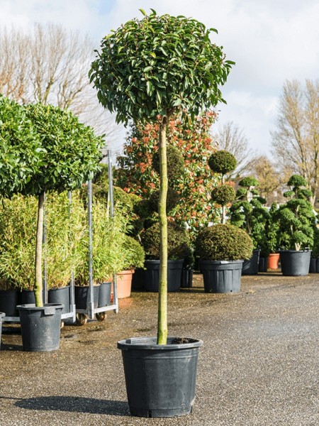 Prunus lusitanica angustifolia - Lorbeerkirschebaum