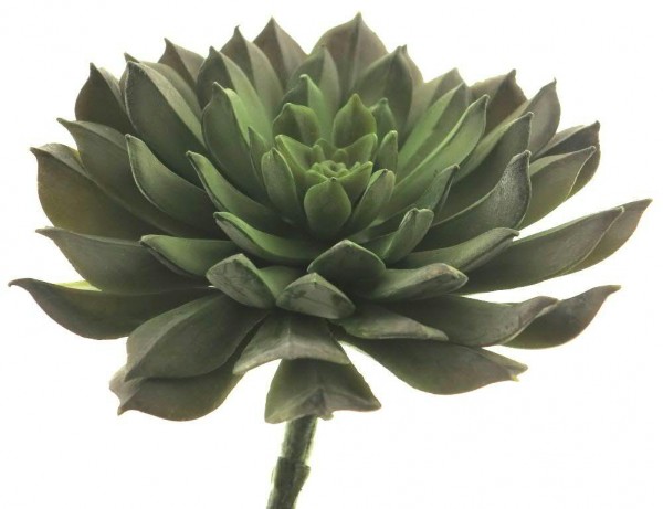 Sukkulente grün 15 cm - 2er Set