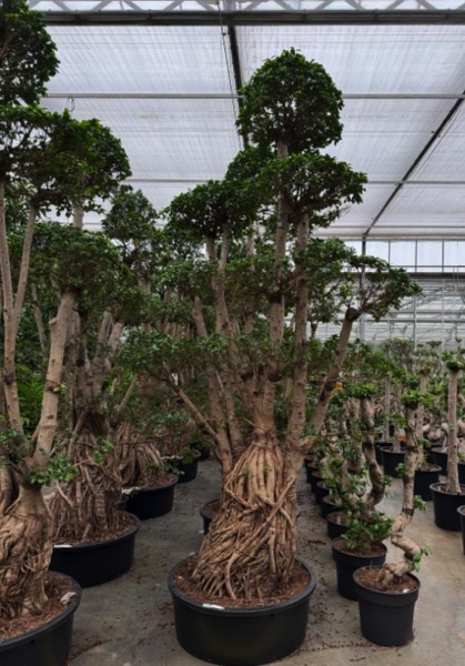 Ficus microcarpa compacta Bonsai 340cm