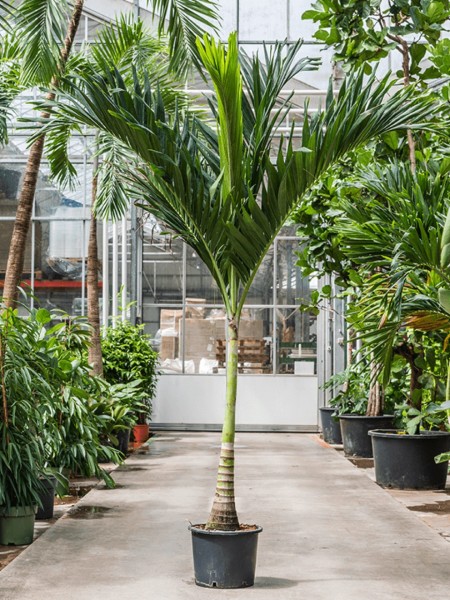 Veitchia merrillii 250cm