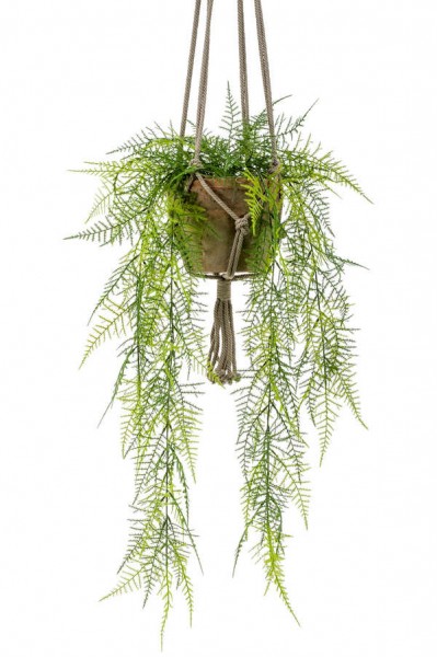 Asparagus plumosus Ampel 80 cm im hängenden Topf