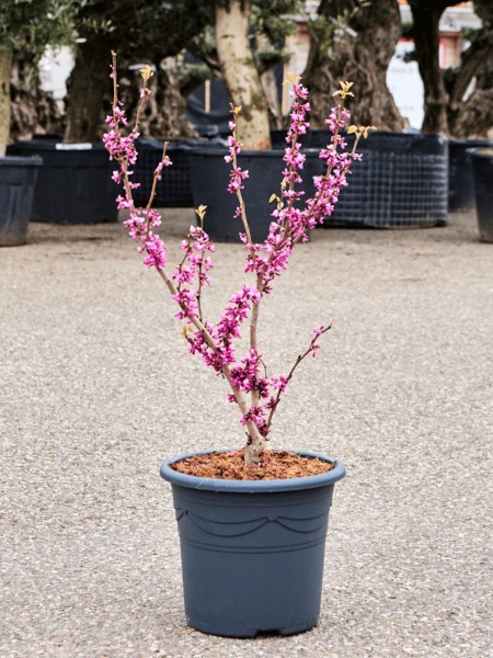 Cercis chinensis avondale - Chinesischer Judasbaum