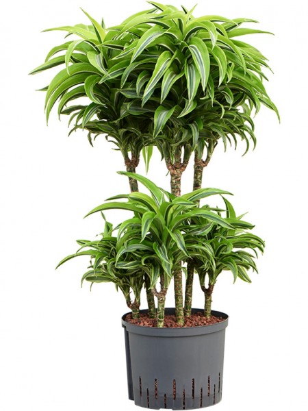 Dracaena deremensis - Lemon surprise carrousel