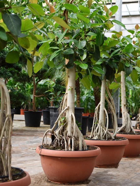 Ficus benghalensis - Indischer Gummibaum verzweigt