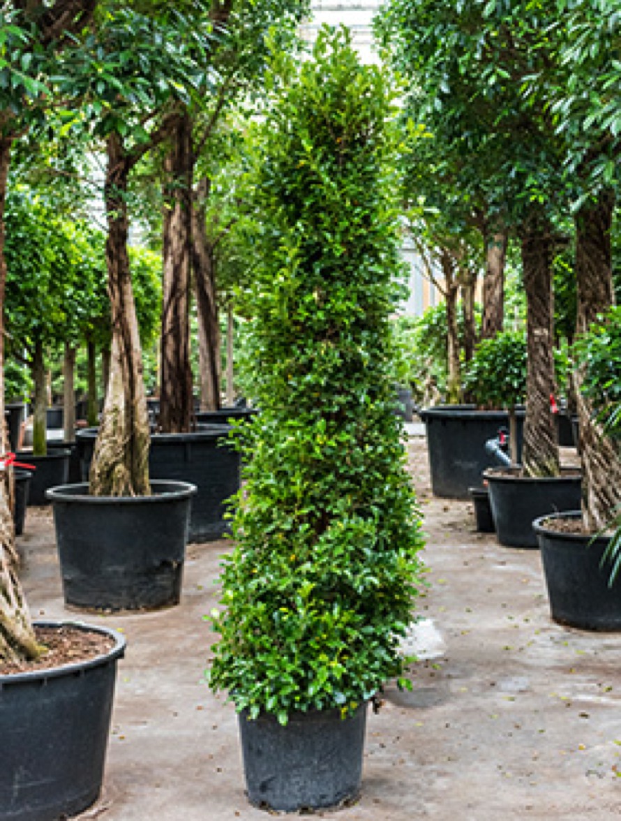Ficus nitida - Lorbeerfeige Pyramide | Terrapalme Heim- und Gartenshop