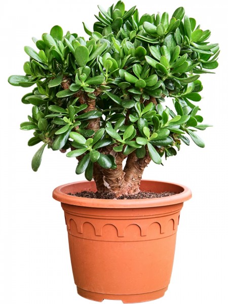 Crassula ovata Magical Tree
