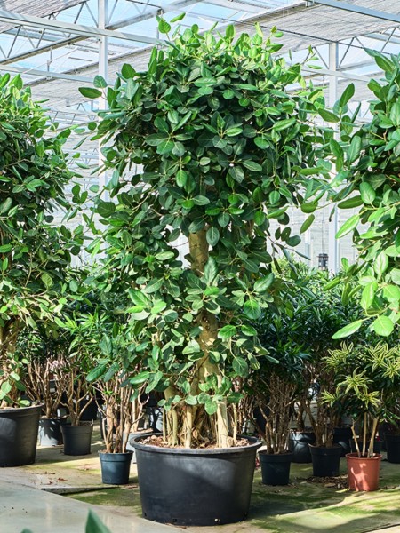 Ficus benghalensis - Banyan Feigenbaum verzweigt